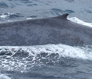 The dorsal fin of an Antarctic blue whale