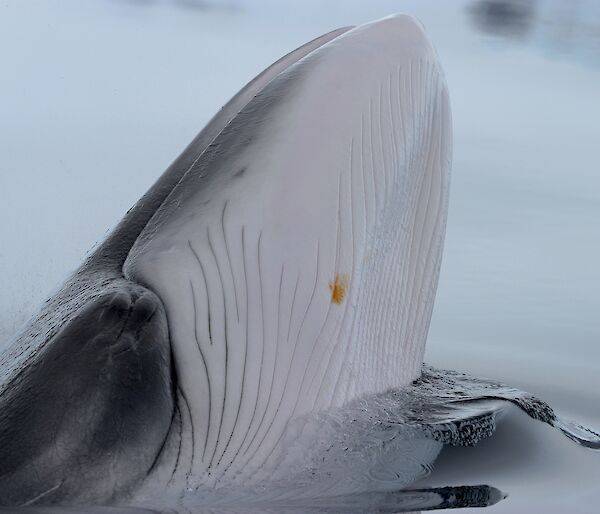 An Antarctic minke whale spy-hopping