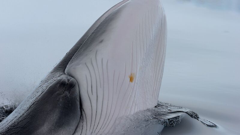 An Antarctic minke whale spy-hopping