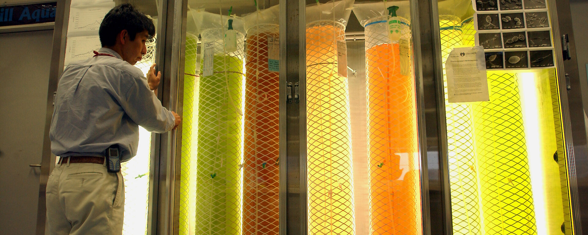 Scientists looks into a glass cabinet holding long bags of orange and green krill food
