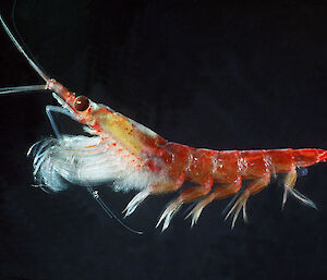 Antarctic krill