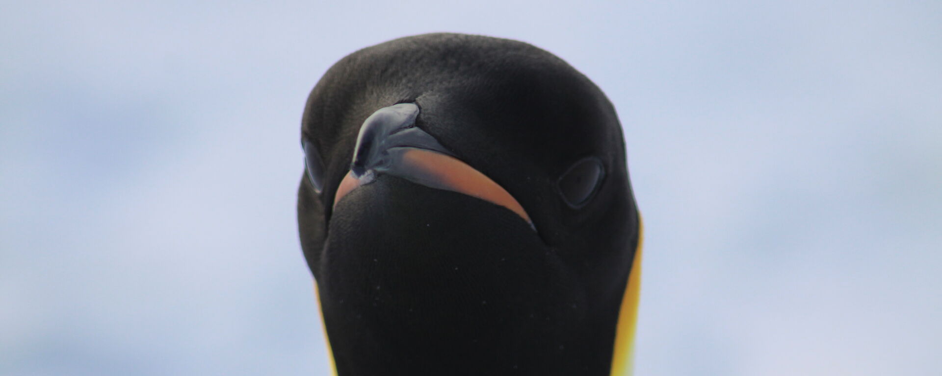 The black and white head of a penguin.
