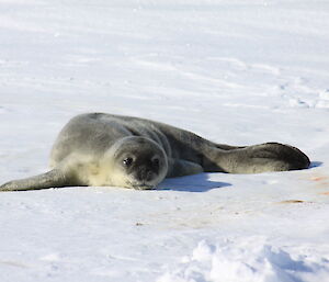 Very young and fluffy pup on the ice