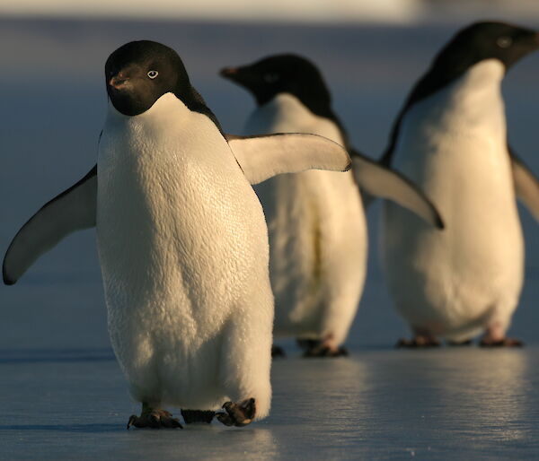 Three penguins walk along the ice