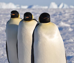 Three penguins walk behind each other in a line