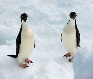 Two penguins stare at the photographer