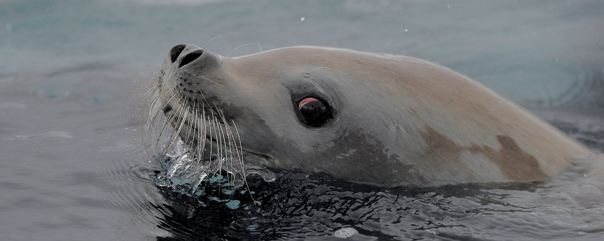 The head of a Weddell seal poking out of the water.