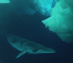 An underwater image of a minke whale with the white ice above it.