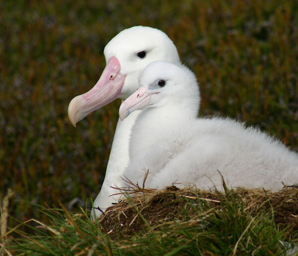 Nesting wandering albatross on Iles Crozet