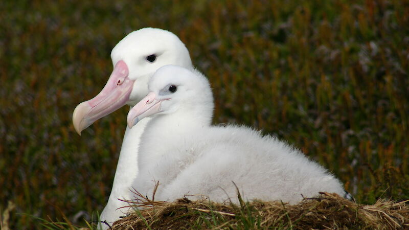 Nesting wandering albatross on Iles Crozet