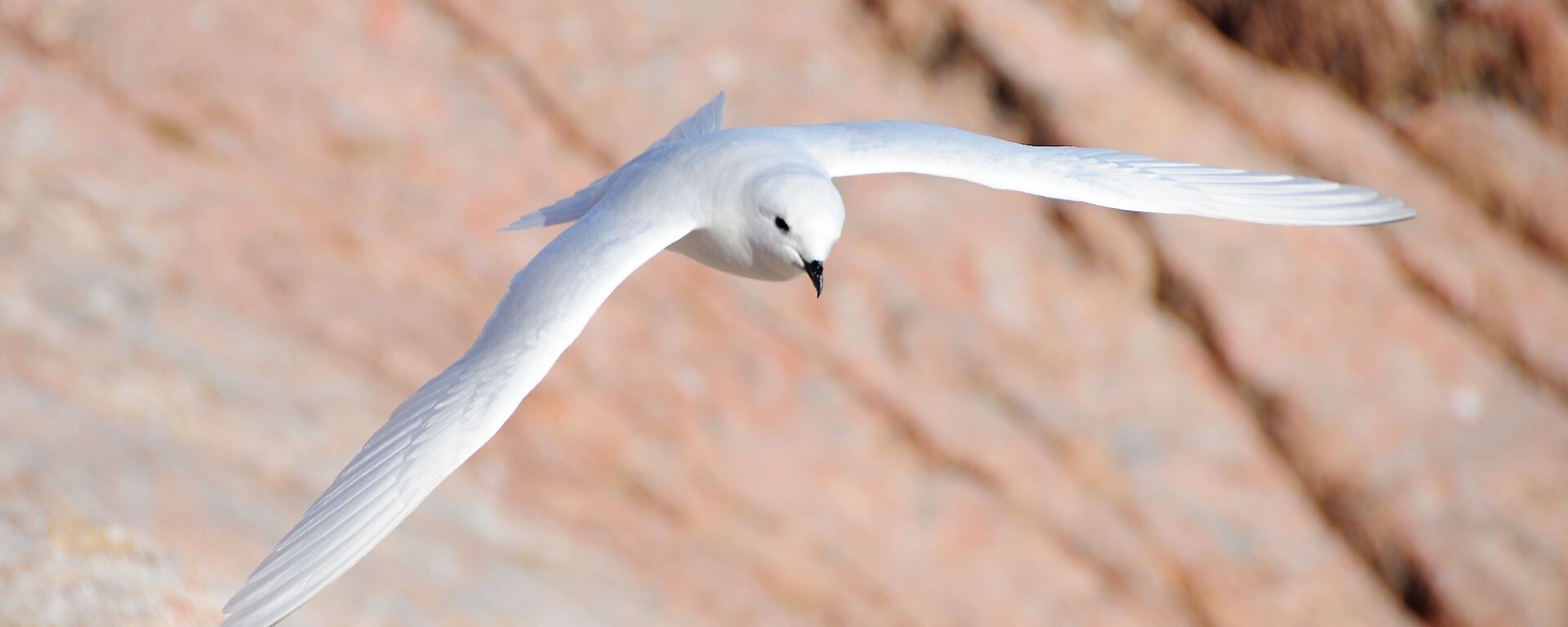 Snow petrel flying