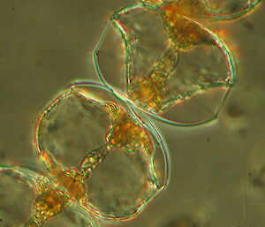 Green microscopic image