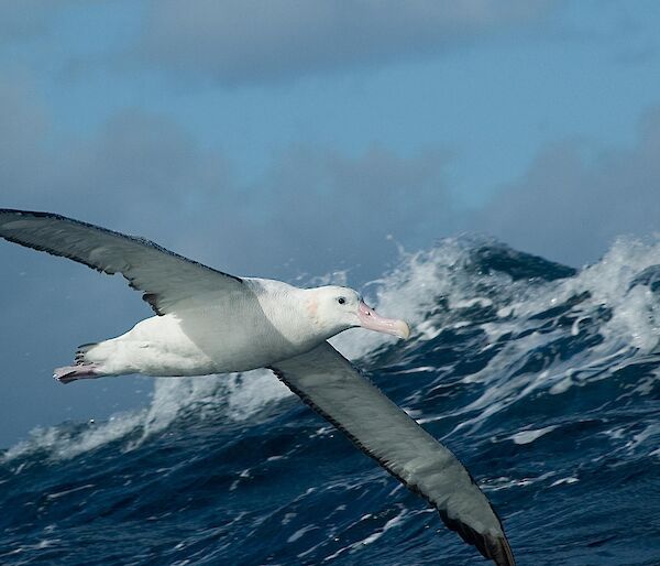 Wandering albatross in flight