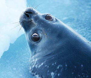Weddell seal
