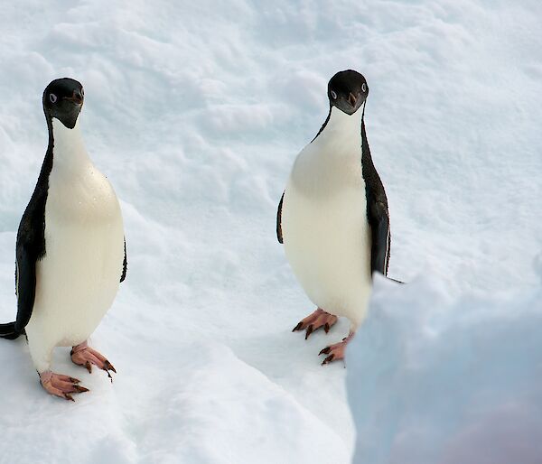 Two penguins standing on the ice facing the camera