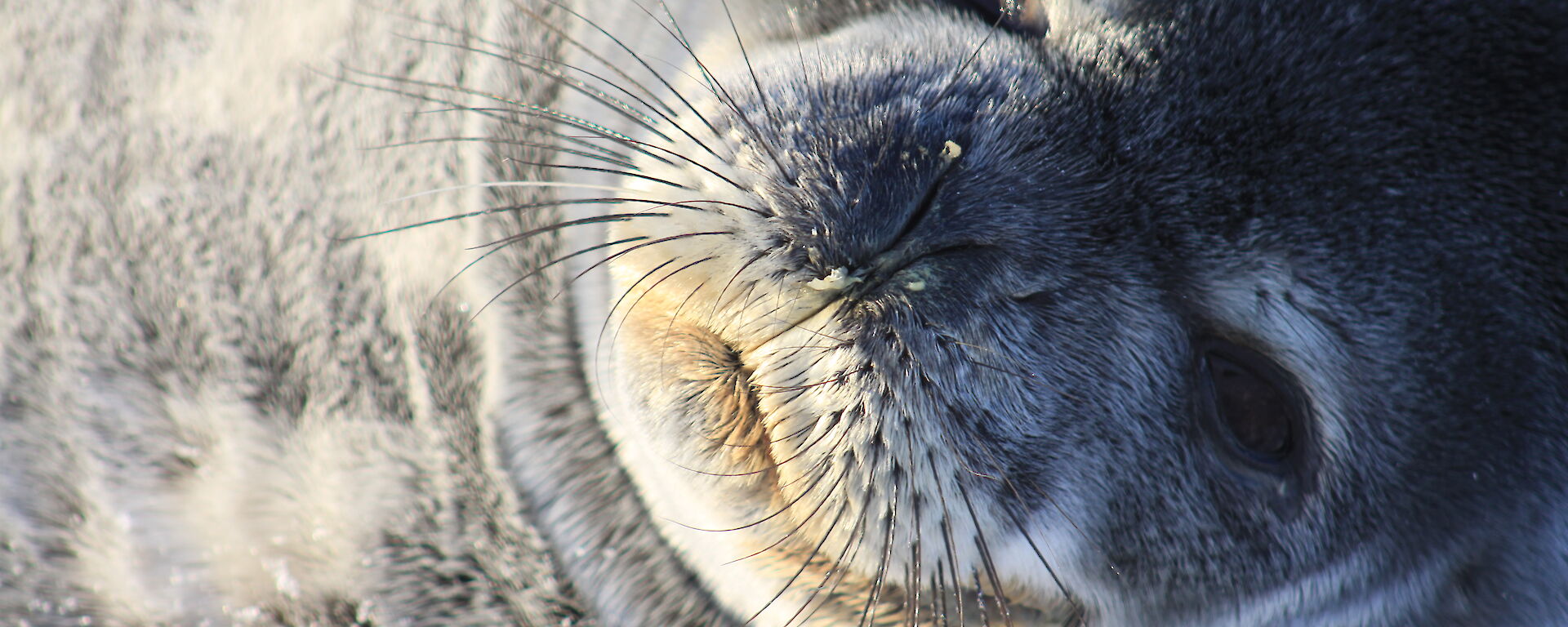 Close up shot of a a seal lying on ice