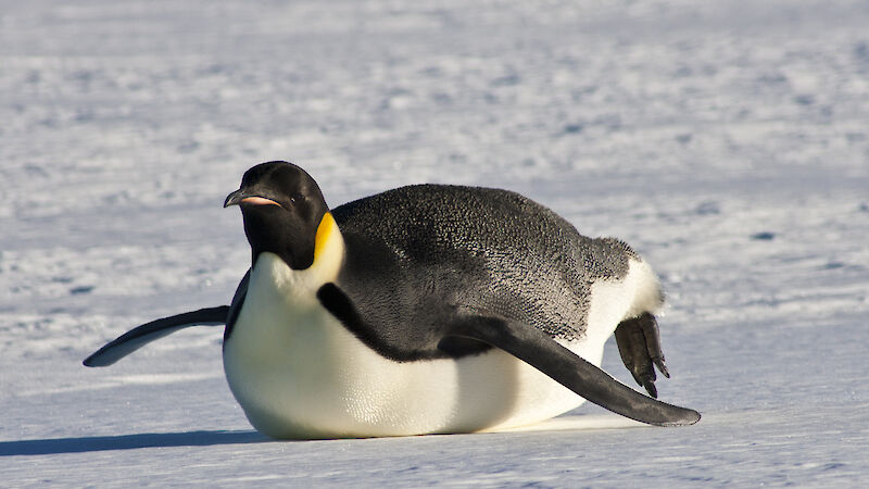 Emperor penguin tobogganing