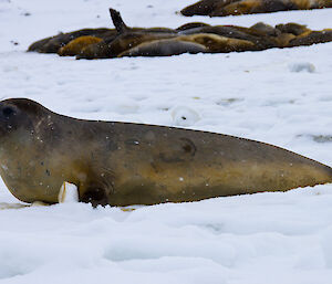 Ross seals lying on the ice