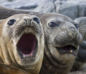 Two head shots of seals – one has its mouth wide open