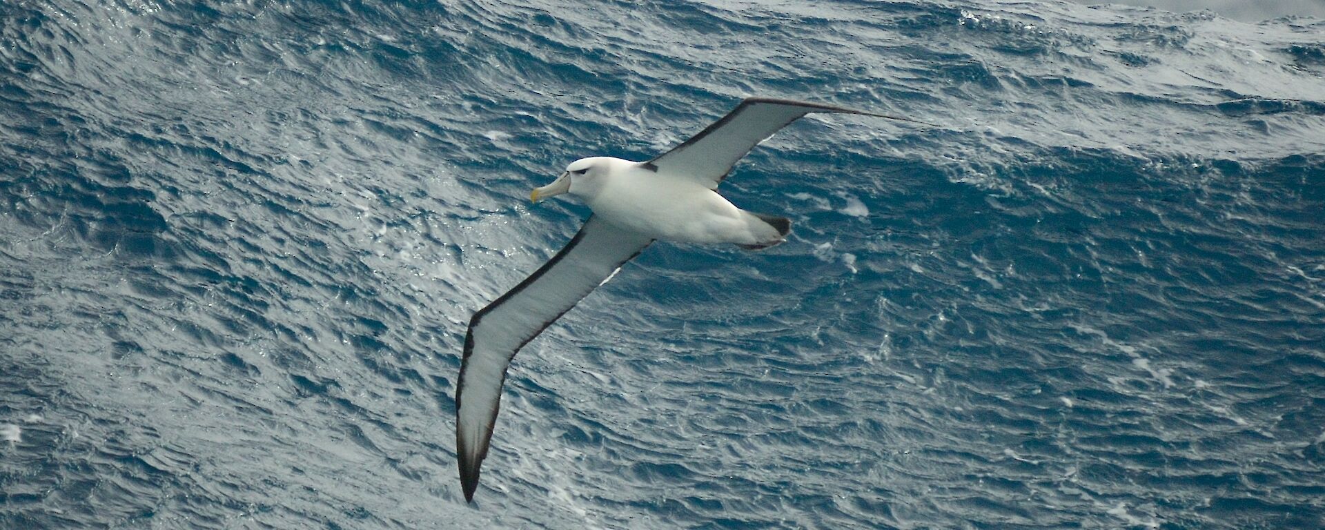 An albatross flies above the water’s surface