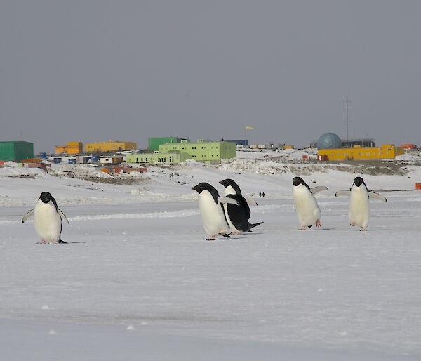 Penguins in the foreground and buildings of the station in the background.