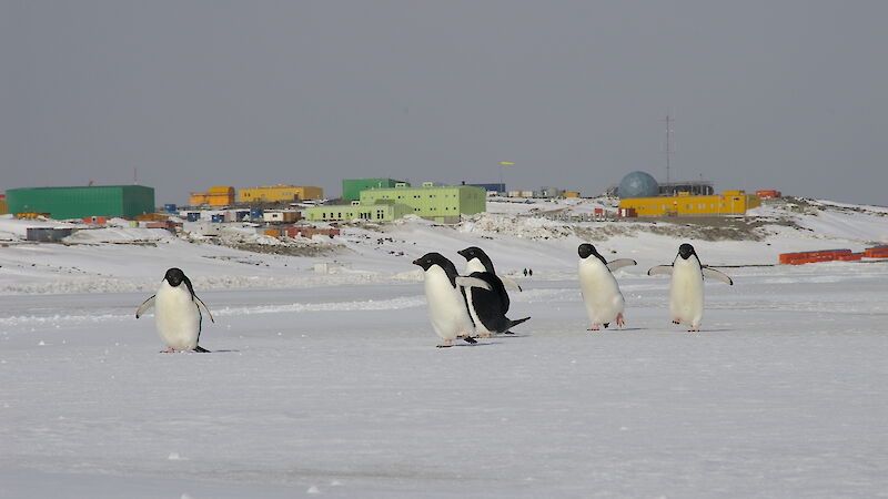 Penguins in the foreground and buildings of the station in the background.