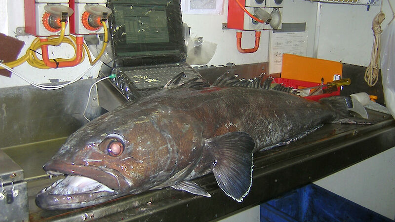 A Patagonian toothfish being measured on an electronic measuring board.