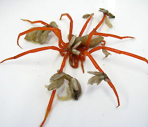 An orange sea spider with barnacles attached to its legs.