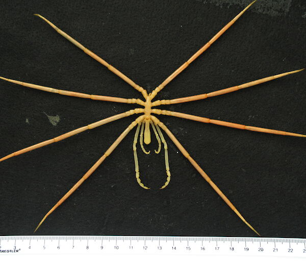 A giant sea spider, 25cm in size.