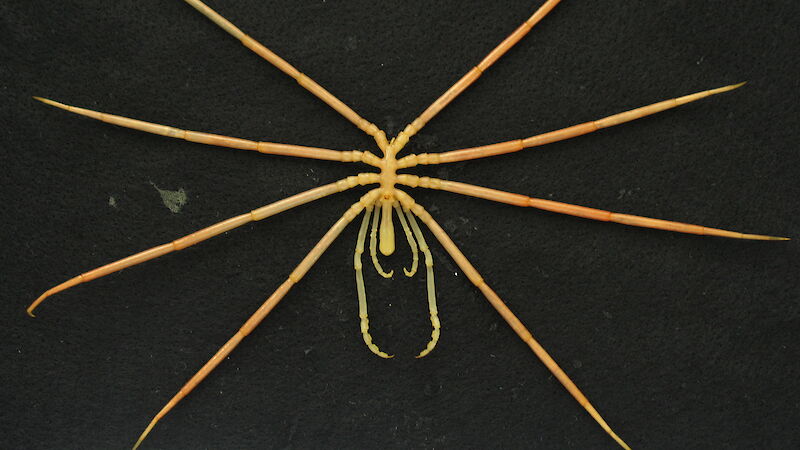 A giant sea spider, 25cm in size.