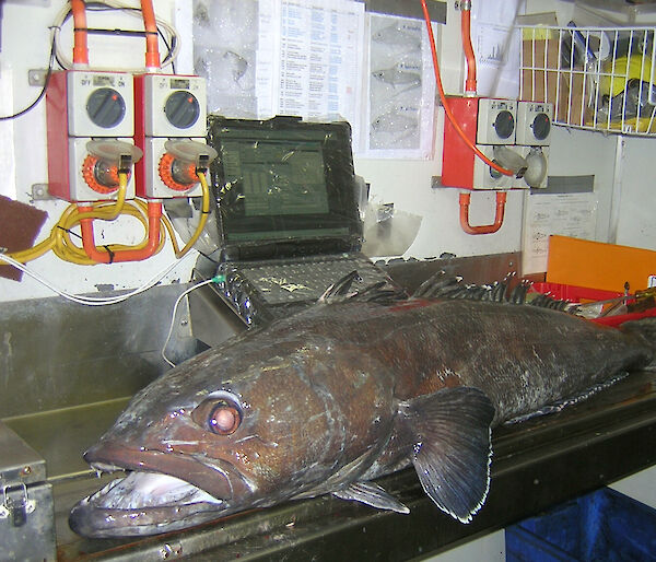 A Patagonian toothfish being measured on an electronic measuring board.
