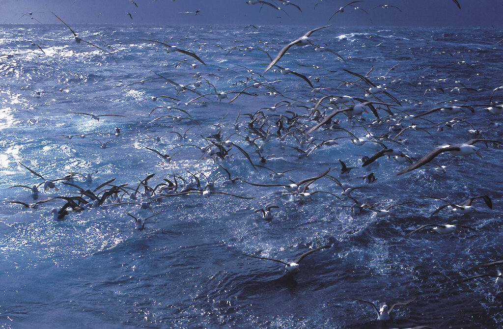 SubAntarctic toothfish fishery certified sustainable — Australian