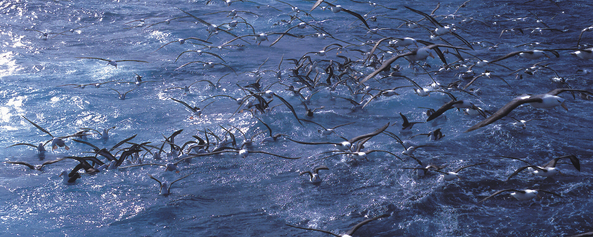 A large group of albatrosses and petrels in the Southern Ocean