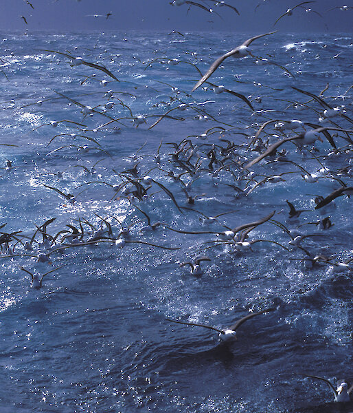 A large group of albatrosses and petrels in the Southern Ocean