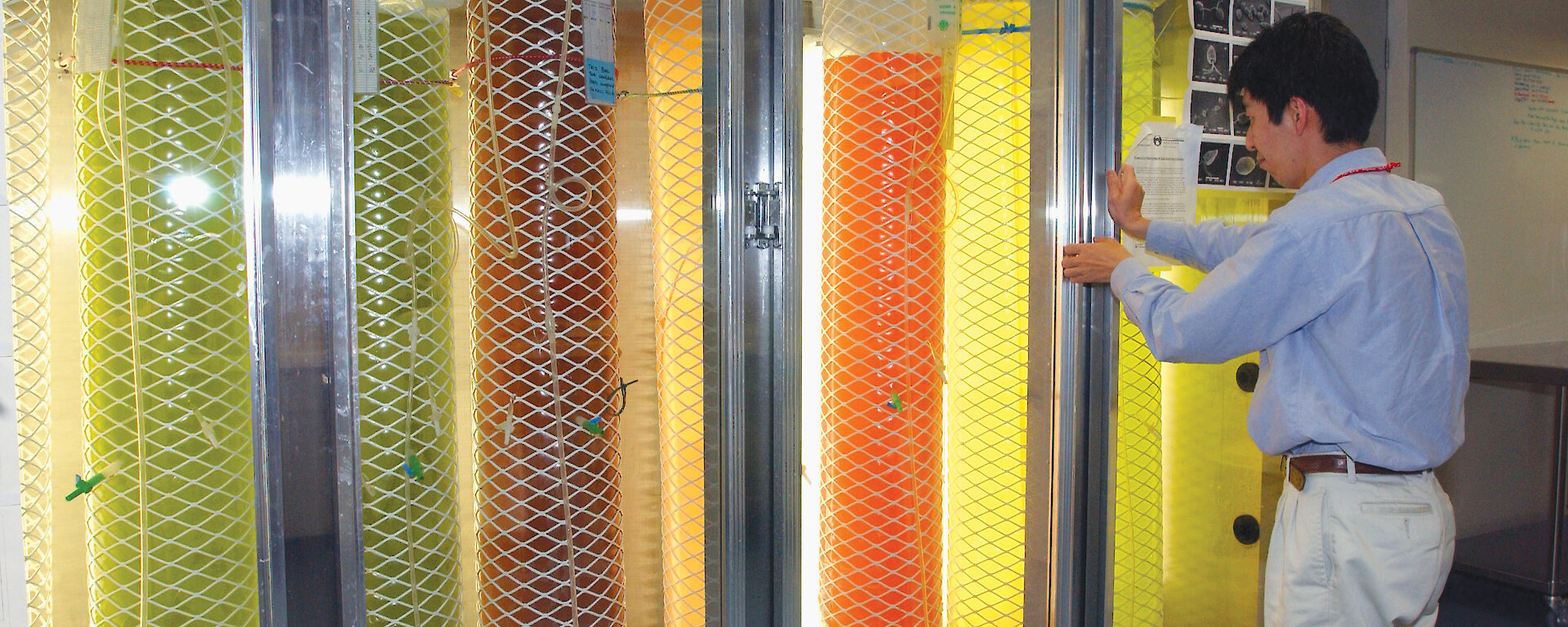 Colourful containers of phytoplankton incubating in a fridge in the krill aquarium.