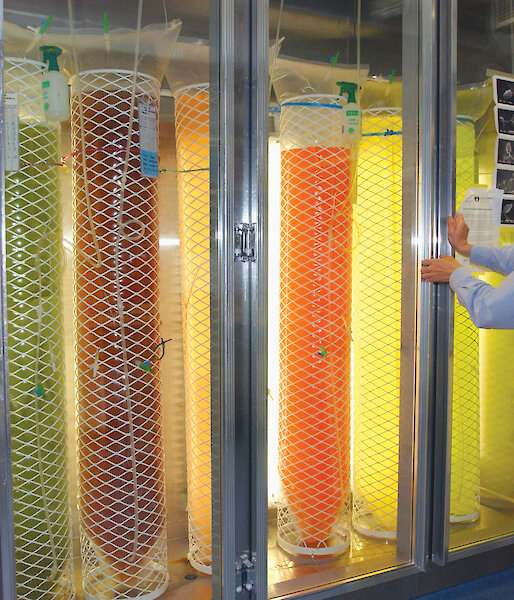 Colourful containers of phytoplankton incubating in a fridge in the krill aquarium.