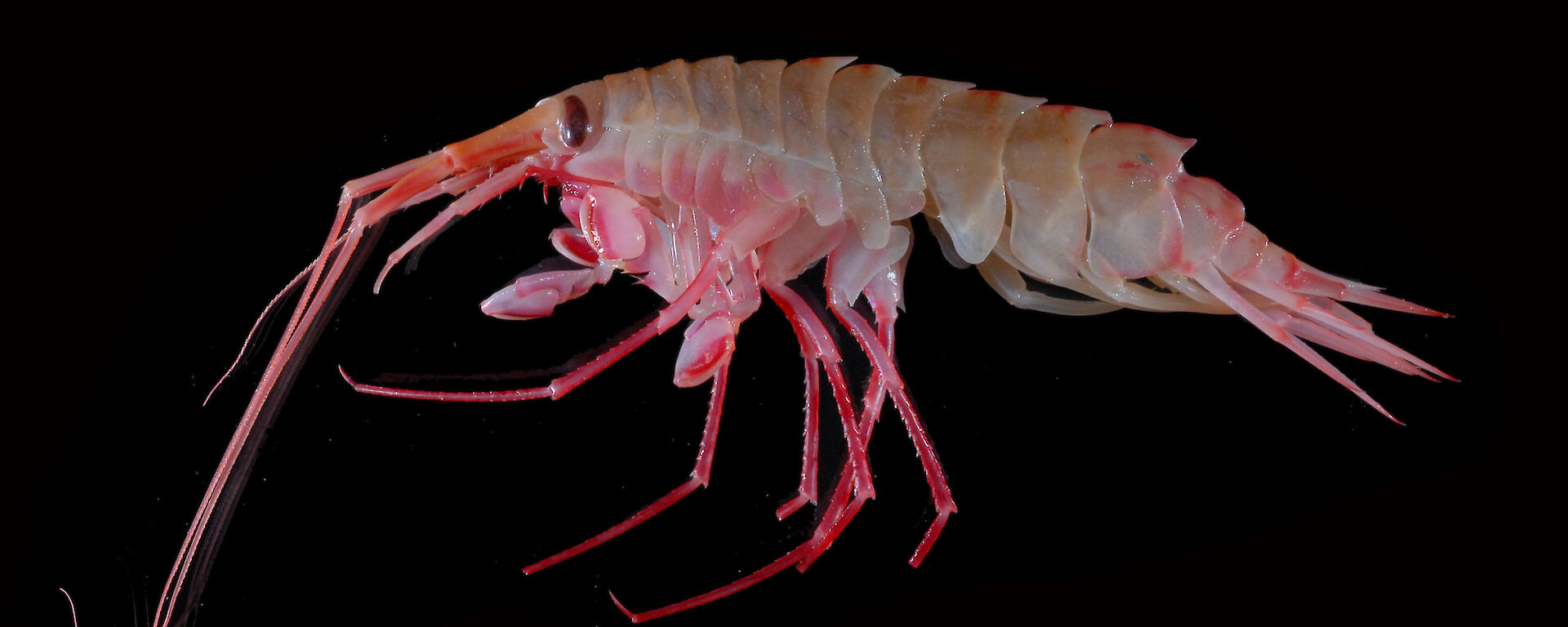 One of the Eusirus species of amphipods collected by Helena.