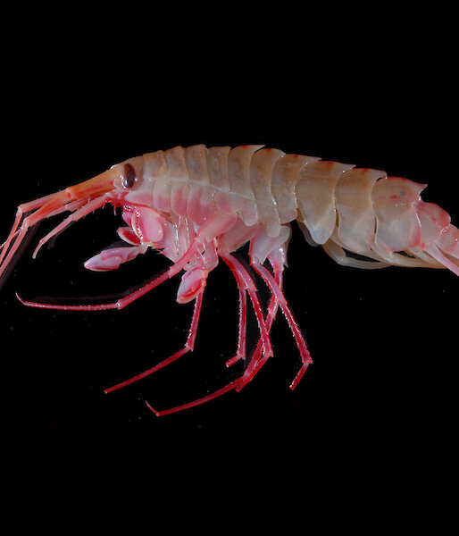 One of the Eusirus species of amphipods collected by Helena.