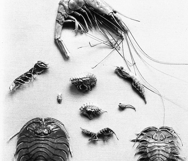 Examples of crustaceans caught in dredging operations during the AAE. Specimens and data collected during the AAE are still used by scientists today