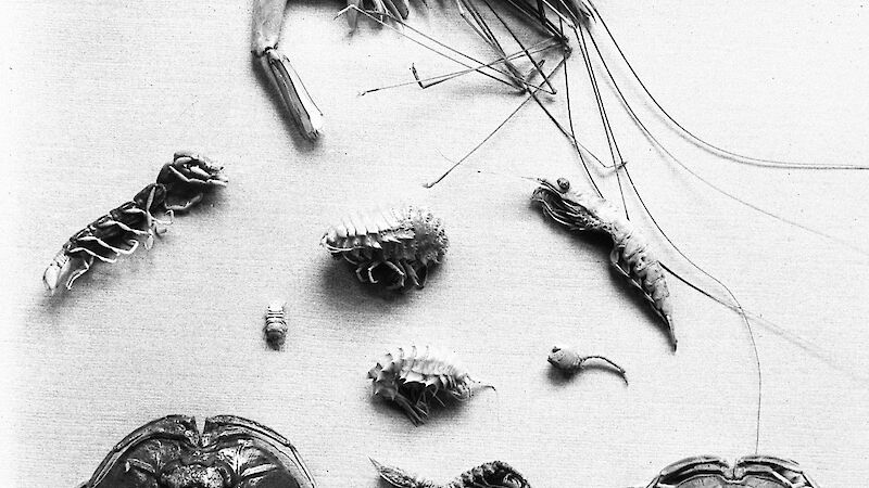 Examples of crustaceans caught in dredging operations during the AAE. Specimens and data collected during the AAE are still used by scientists today