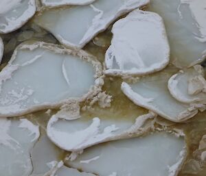 Close-up of pancake ice and algal bloom