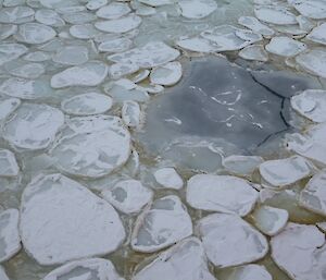 Close-up of pancake ice and algal bloom