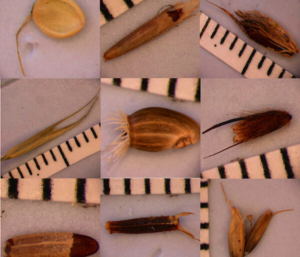 Composite image of some of the seeds found in the project