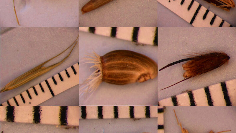 Composite image of some of the seeds found in the project