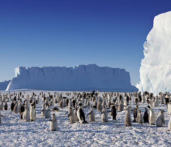 Emperor penguins at Auster Rookery