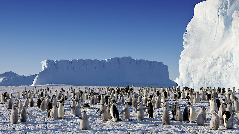 Emperor penguins at Auster Rookery