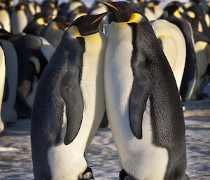 Emperor penguin adults and chicks