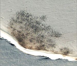 Close-up satellite image of Emperor penguin colony at Halley Bay. An estimated 22510 penguins were counted at this site.