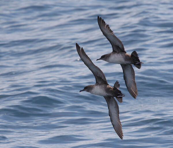 Balearic shearwater