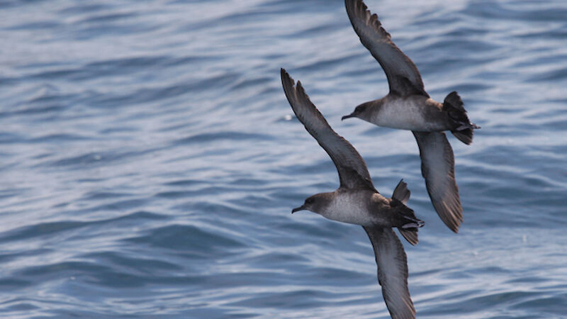 Balearic shearwater